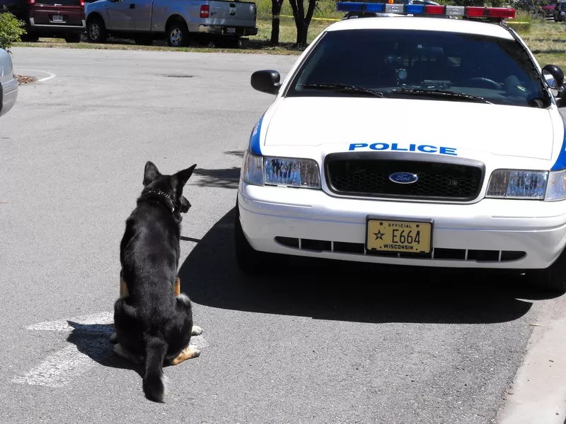 Colorado Appeals Court: Signal From Drug Dog Can’t Be Sole Reason for Car Search