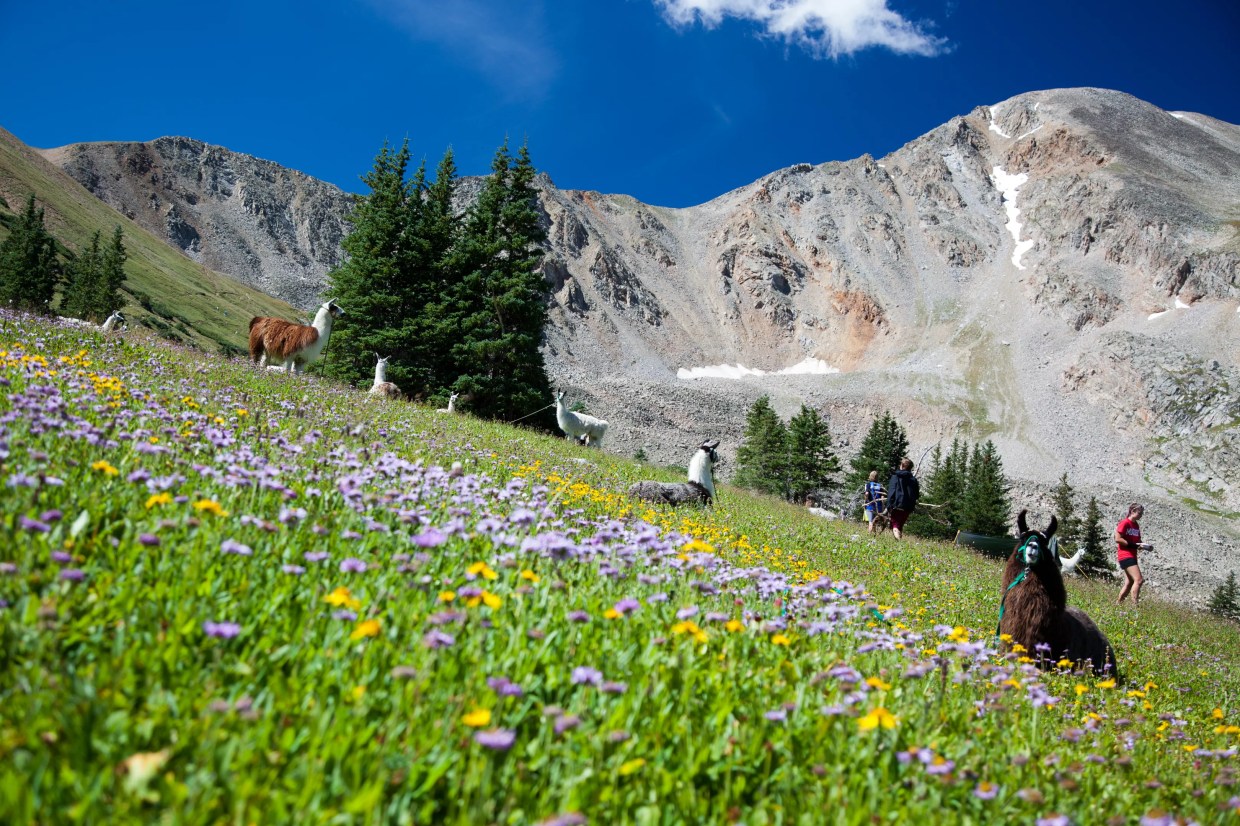 Yo, Llama: Vicky Foster Marks Thirty Years at Hope Pass Aid Station