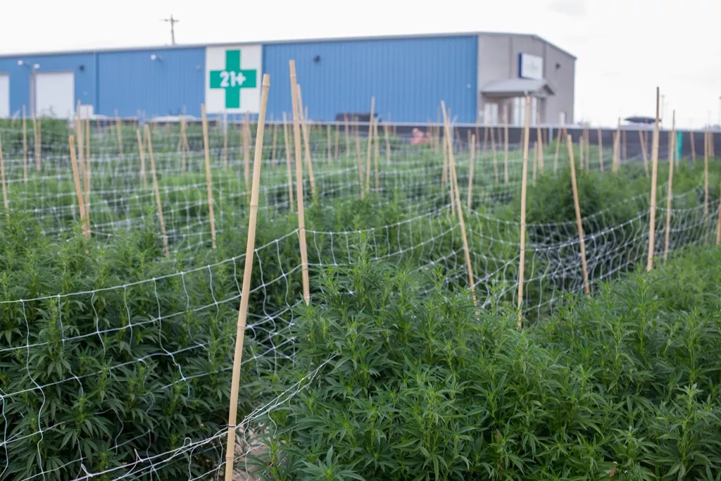 Rec Booming, Medical Slowing in Latest Colorado Cannabis Stats