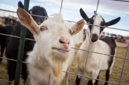 Bees, Alpacas and Goats, Oh My! Five Unique Animal Experiences Around Denver