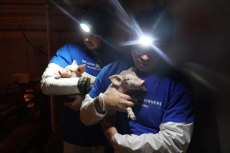 FBI Raided Erie Animal Sanctuary Searching for “Rescued” Pigs
