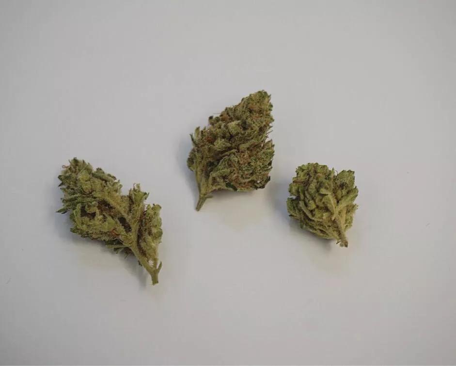 Why Colorado Tokers Love Chocolope