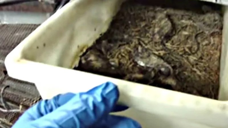 Jurassic Pets Horror Story: The Next Chapter