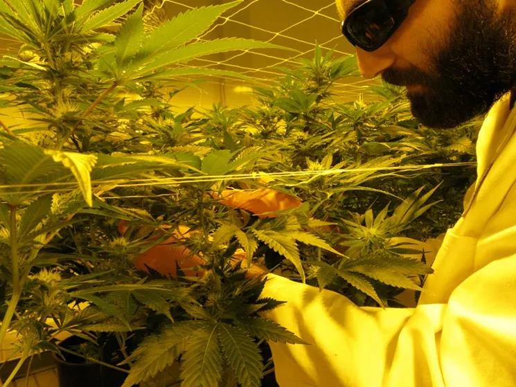 State, Stakeholders Discuss New Marijuana Research Licenses