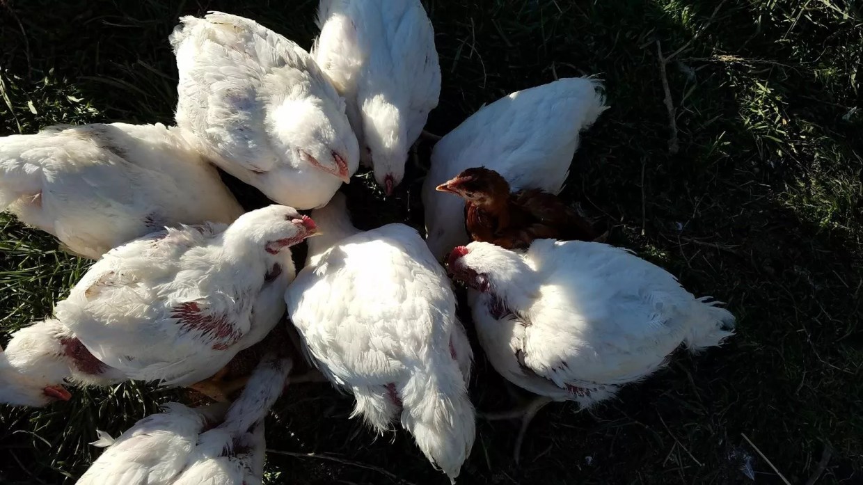 Chicken “Rescue” Involved Awful Music, Lying to 8-Year-Old, Farm Owner Says