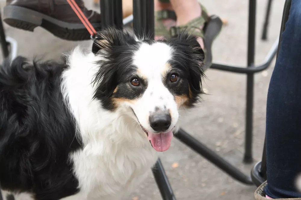 Stirring the Pot: Do Dogs and Dining Mix?