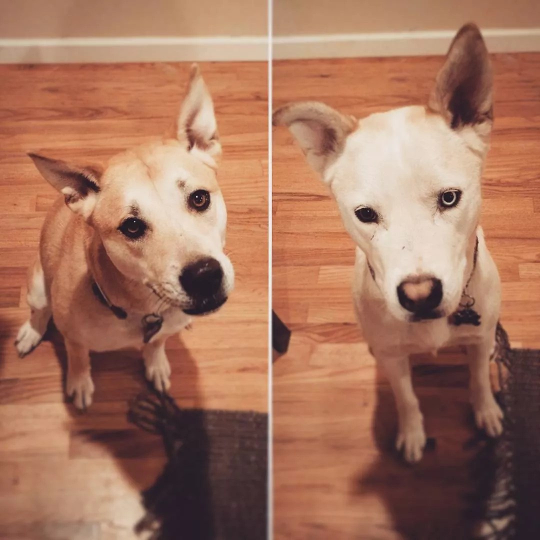 Arvada Neighborhood “Starting to Revolt” Over Mailman Who Is Allegedly Terrified of Dogs