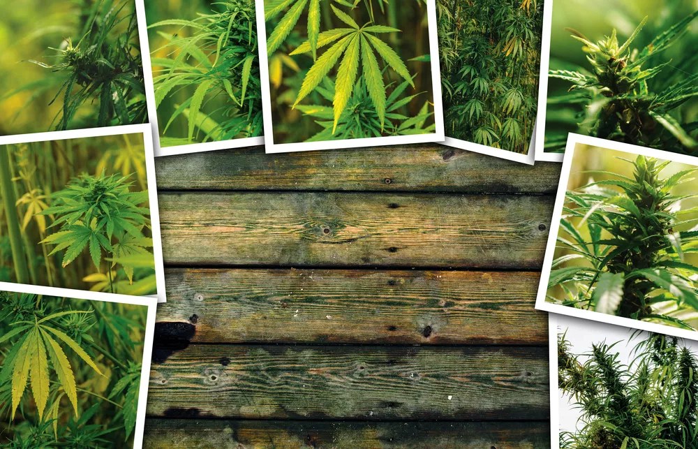 Weed Porn: Ten Instagram Accounts Any Pothead Will Love