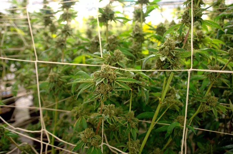 Cannabis Symposium Focuses on Sustainability, Energy Efficiency