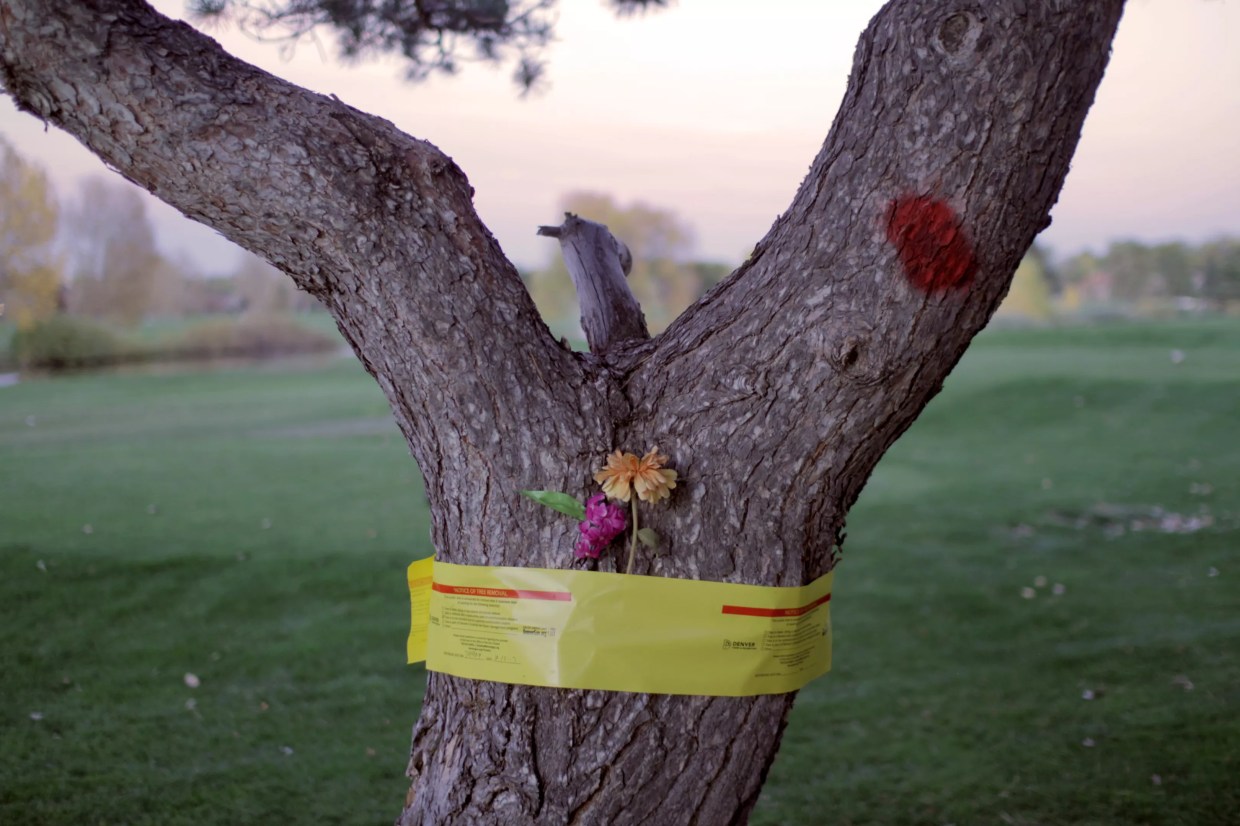 Artists Try to Save City Park Golf Course Trees From Drainage Project