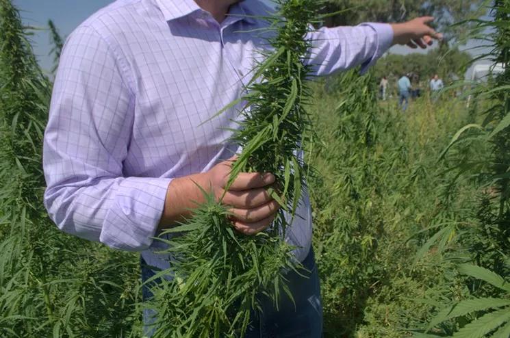Colorado Leads Country in Hemp Production, a Growing Field