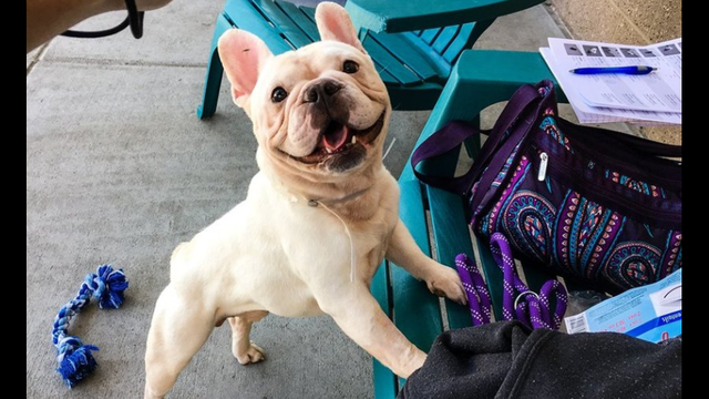 Frenchie Hoarder’s Home Under Contract After Being on Market for Two Weeks