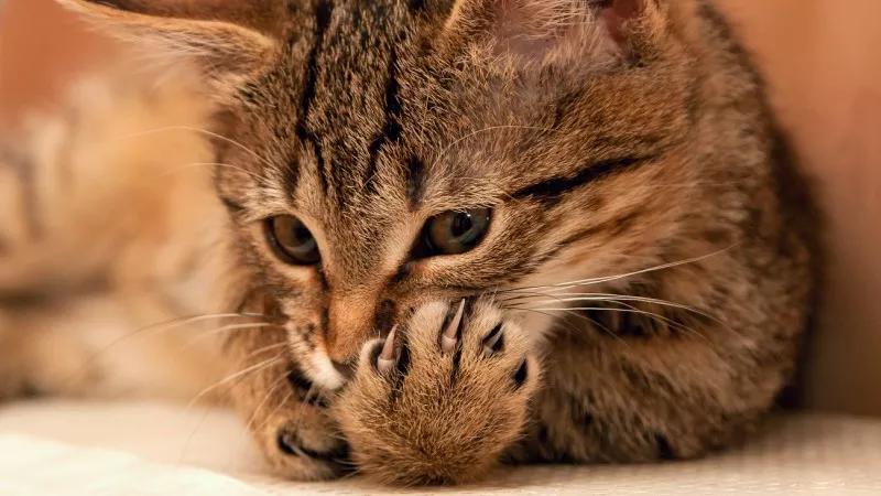 Denver Cat Declawing Ban Passes Unanimously, Now the Law