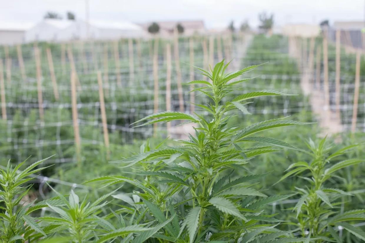 Colorado Politicians Continue to Defend Pot From Jeff Sessions