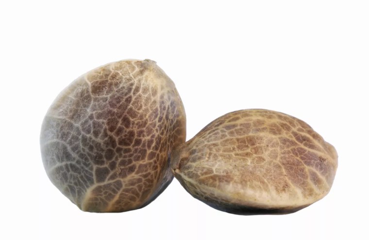 cannabis seeds