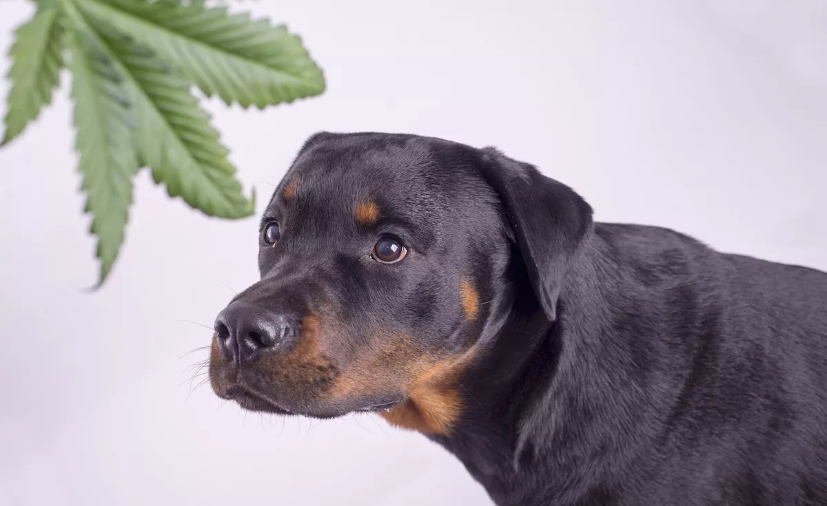 Thinking About Giving Your Pet CBD? Here’s How to Start.