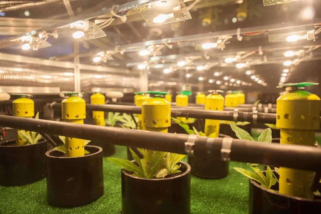 MMJ America Founder Launches Hemp and CBD Company