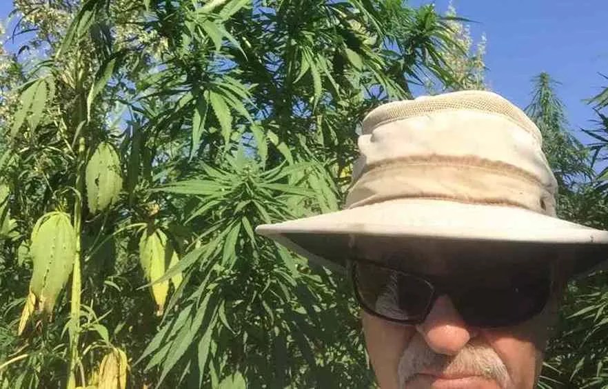 Hot Hemp: How High THC Levels Can Ruin a Legal Hemp Harvest