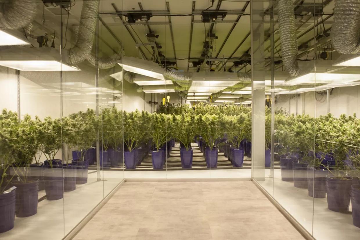 Denver Officials Tell Pot Industry How to Get Up to Code