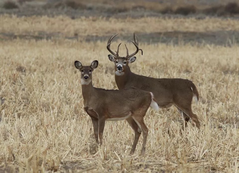 Fighting Fire With Fire: Prescribed Burn Planned for Rocky Mountain Arsenal