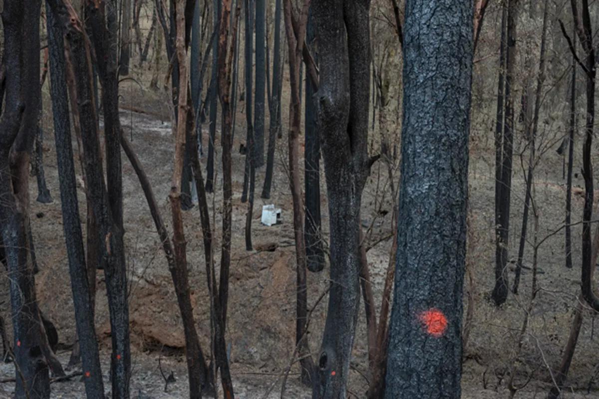 Review: Four Robischon Solos Explore Humanity’s Assault on Nature