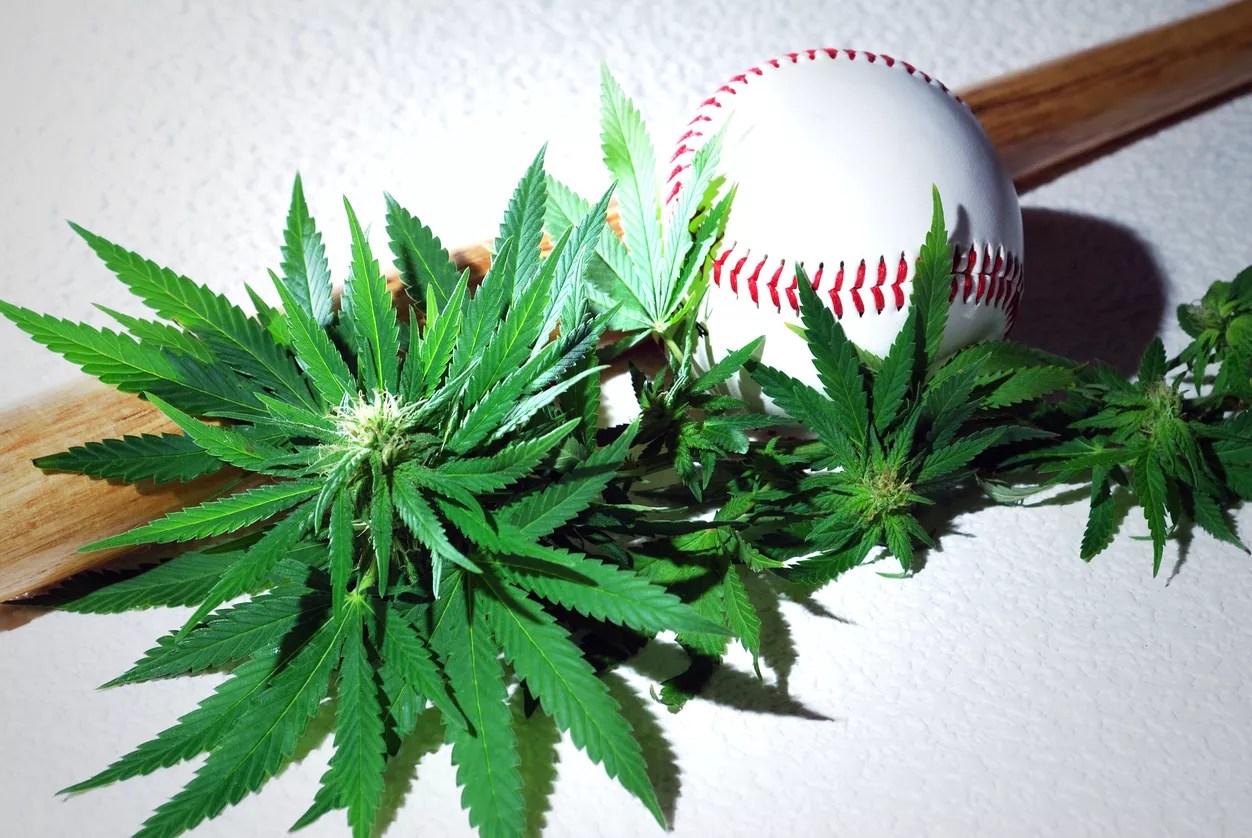 Baseball surrounded by marijuana leaves