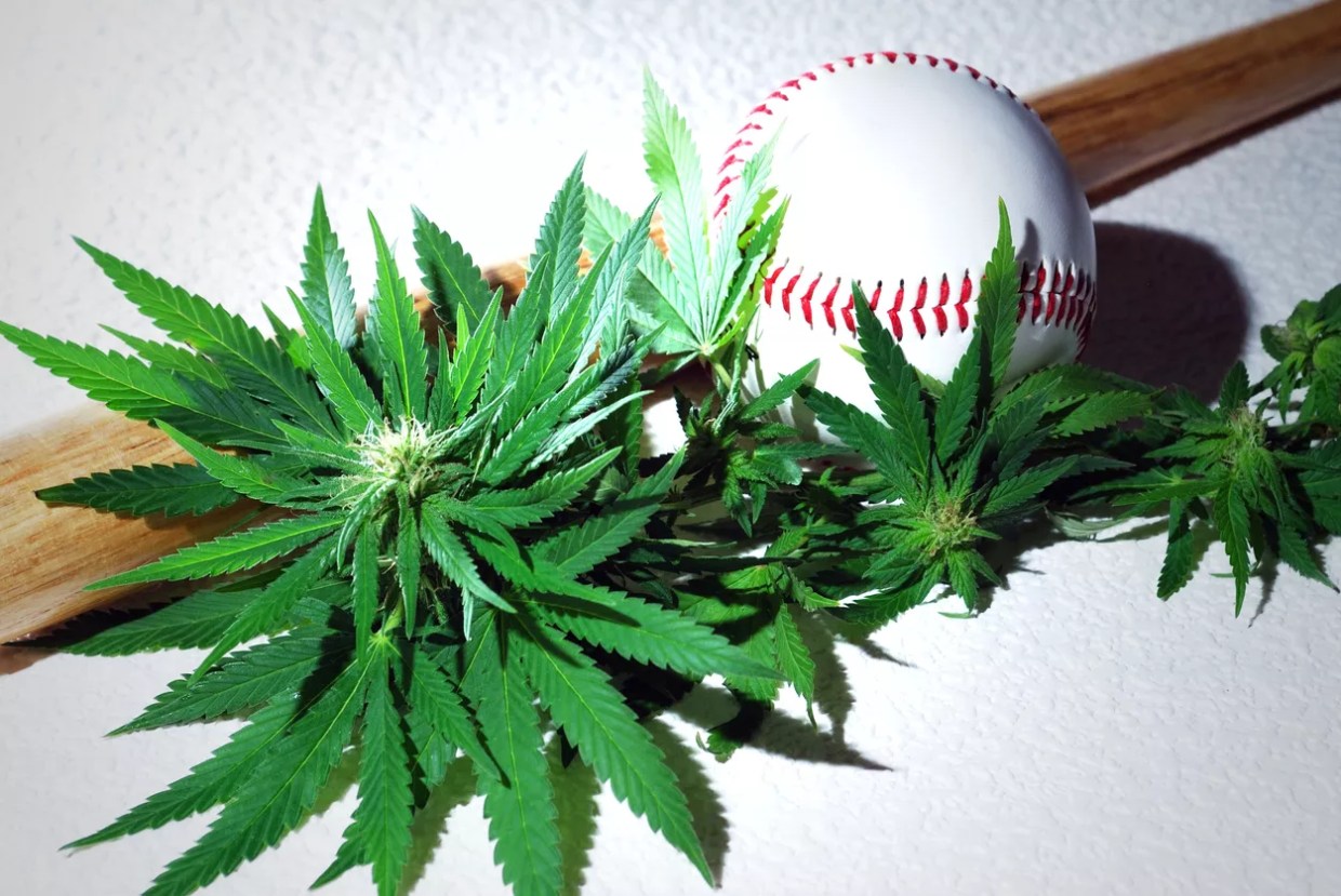 Baseball surrounded by marijuana leaves