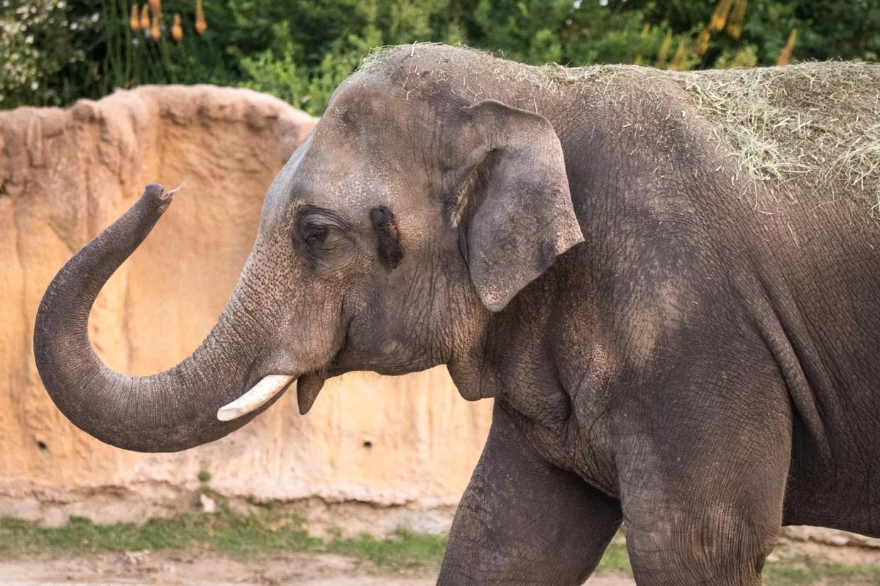 Reader: It Will Cost My Family $94 Just to Walk Inside the Denver Zoo