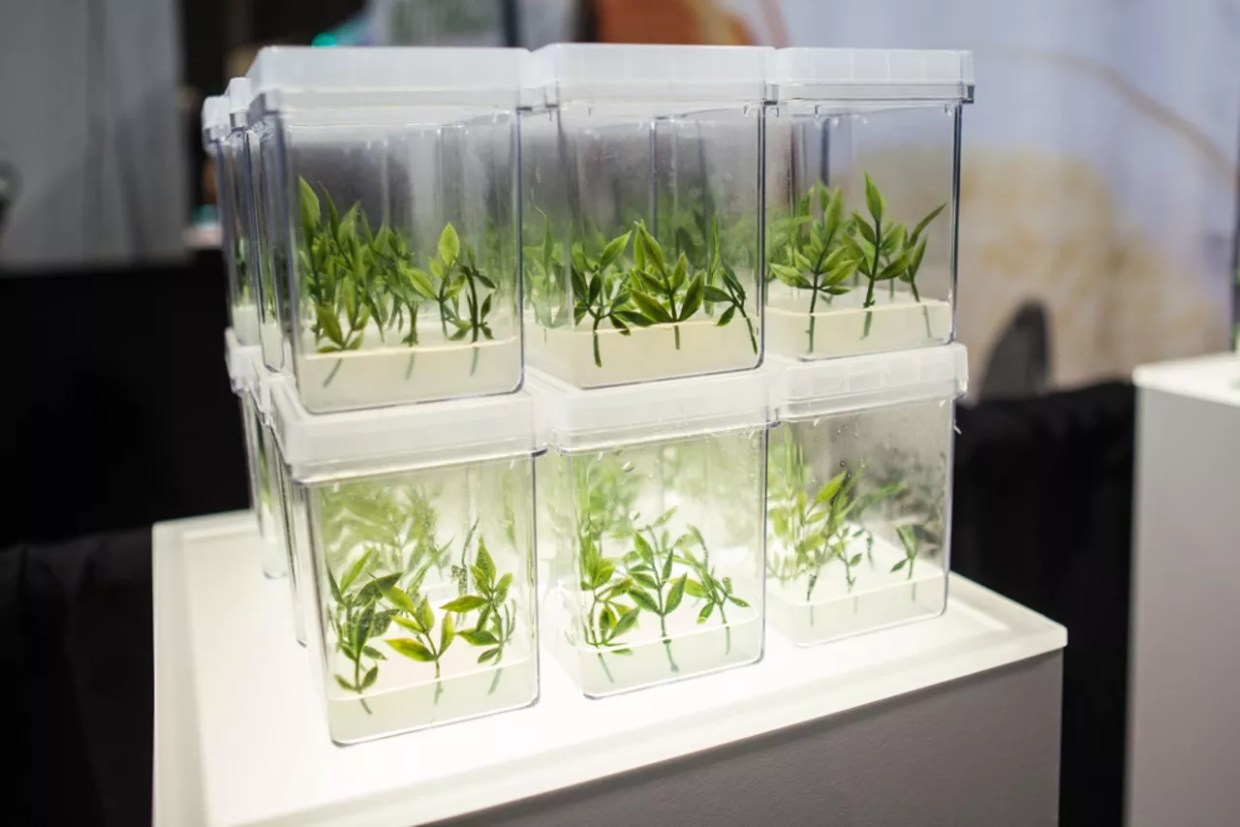 Why Is the Hemp Industry Upset a CBD Medication Bill Passed?