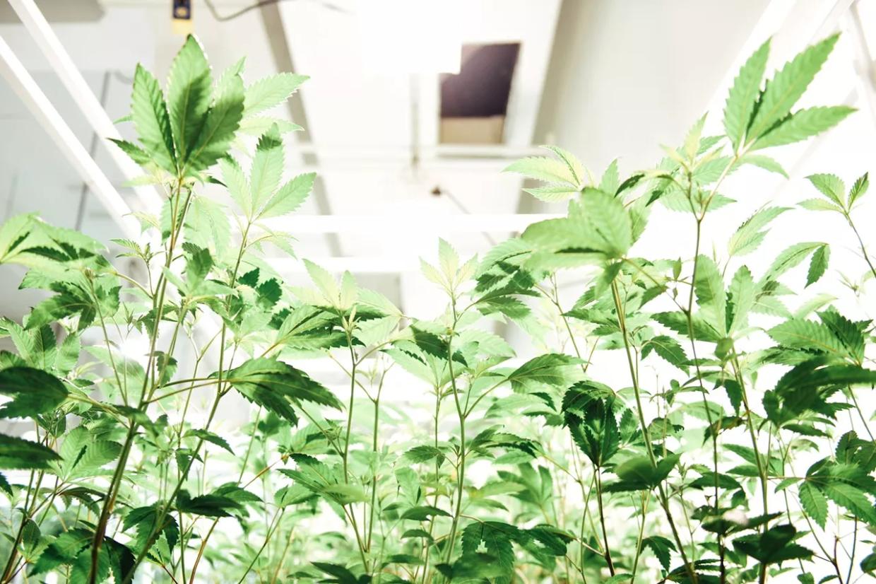 Political Veteran Michael Huttner’s Impact on Legal Pot Stretches Far