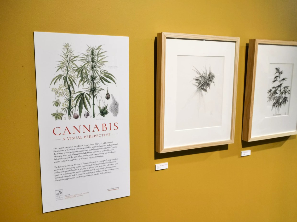 University of Colorado Showcases Cannabis Illustrations