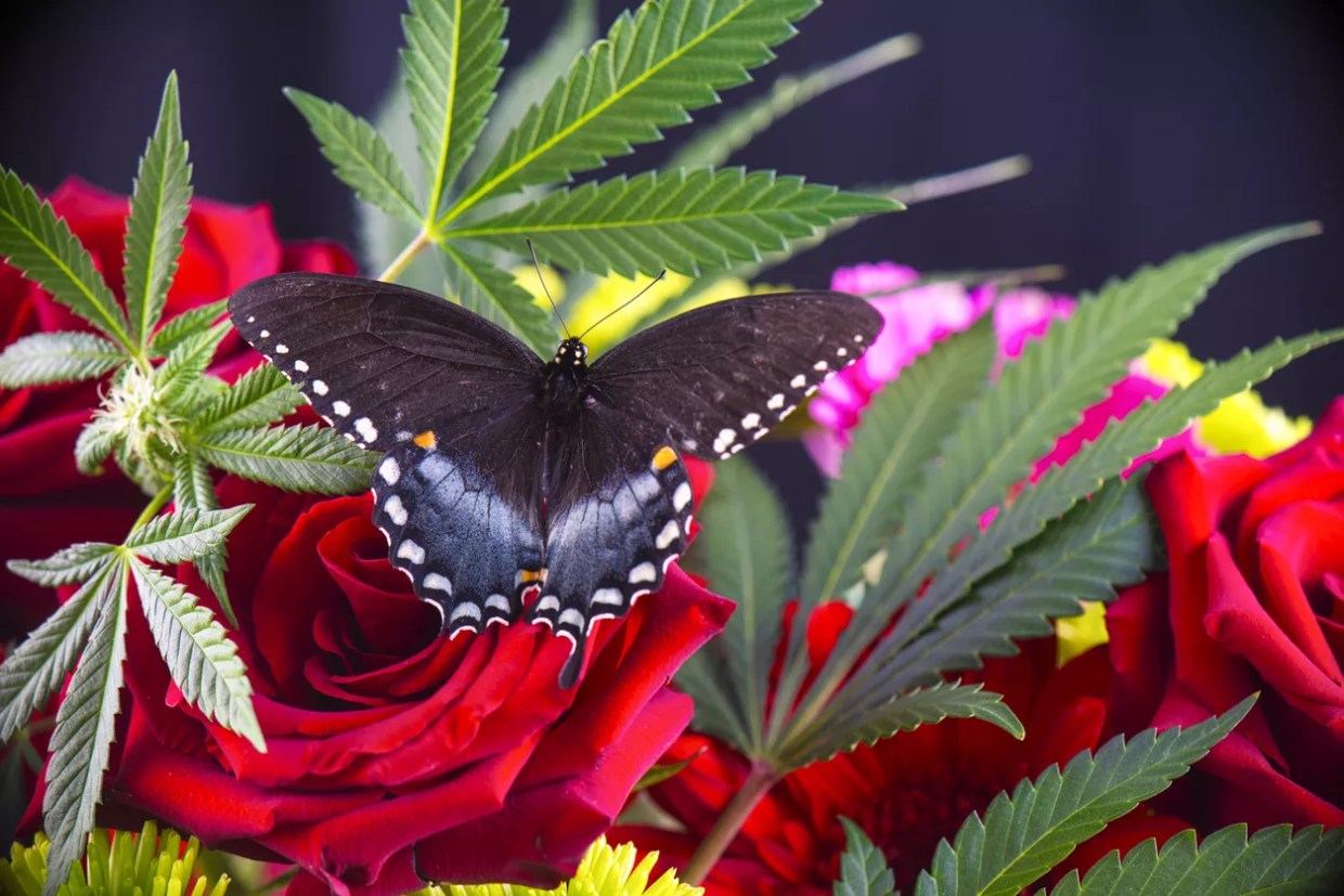 Seven Ganja Gifts for Mom on Mother’s Day