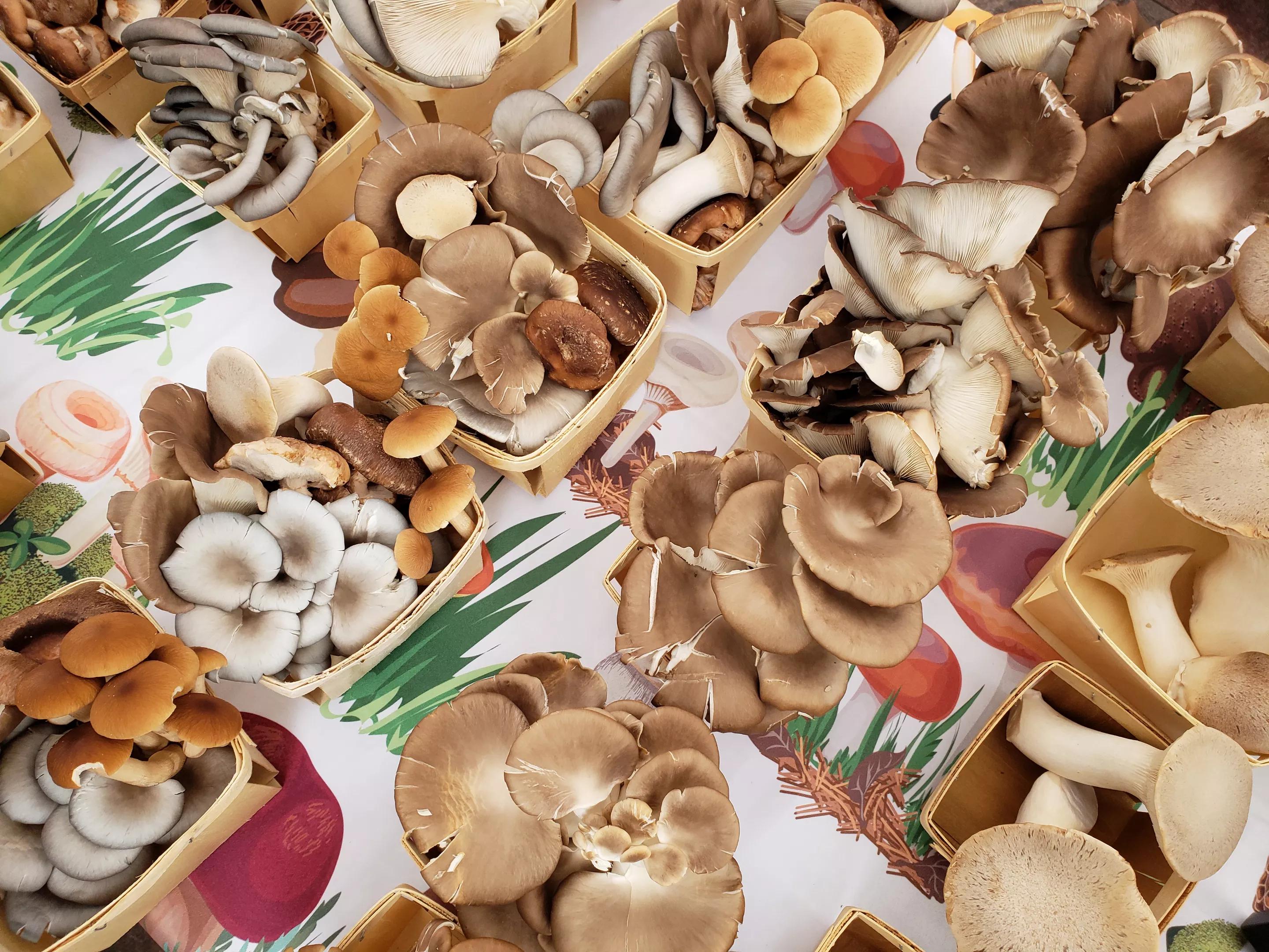 different type of mushrooms in small boxes on a table