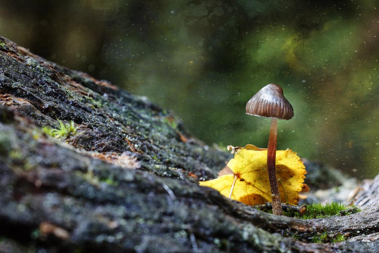 Psilocybin Proponents Push Medical Benefits of Drug, Ballot Initiative