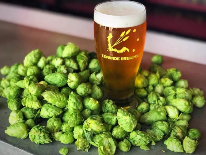 Beer in a glass surrounded by hops.