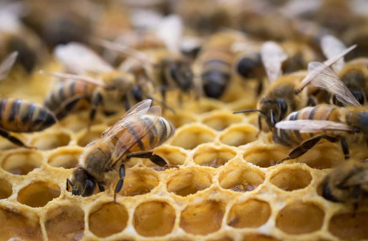 Butterfly Pavilion and Greeley Honey Producer Collaborate on Beehive Project