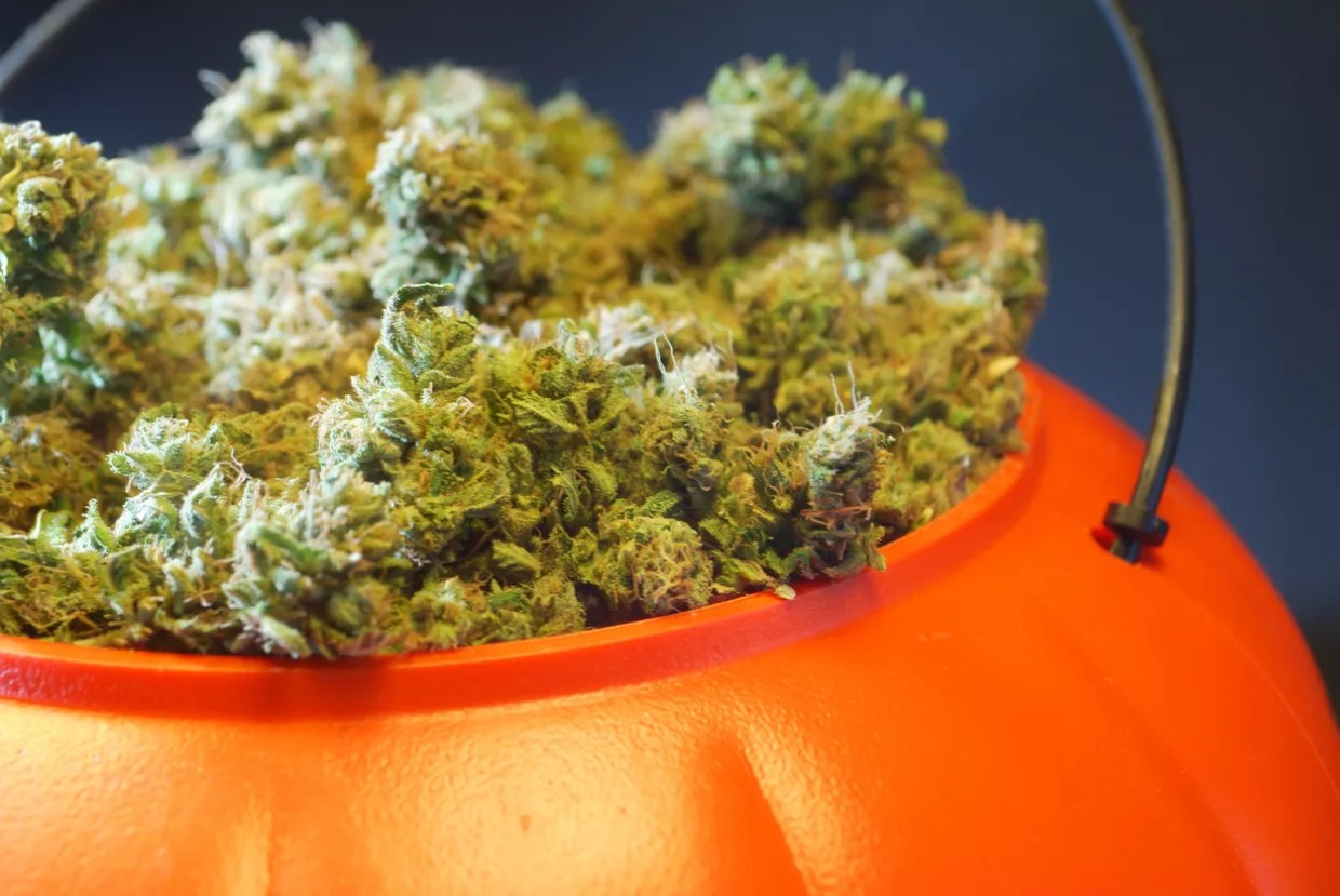 Halloween marijuana trick-or-treat