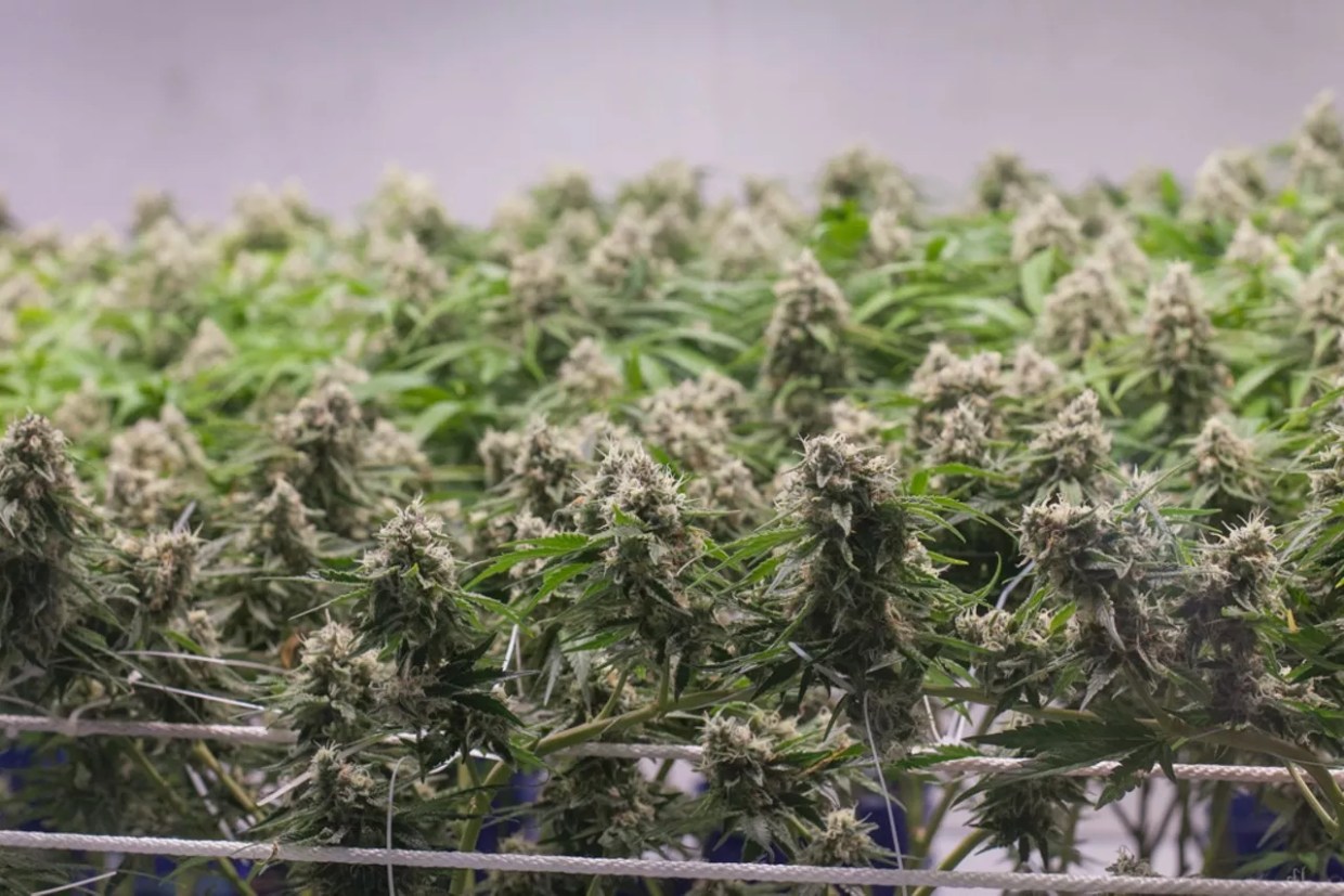 Toxic Waste, Carbon Emissions and Other Sustainability Problems for Legal Pot