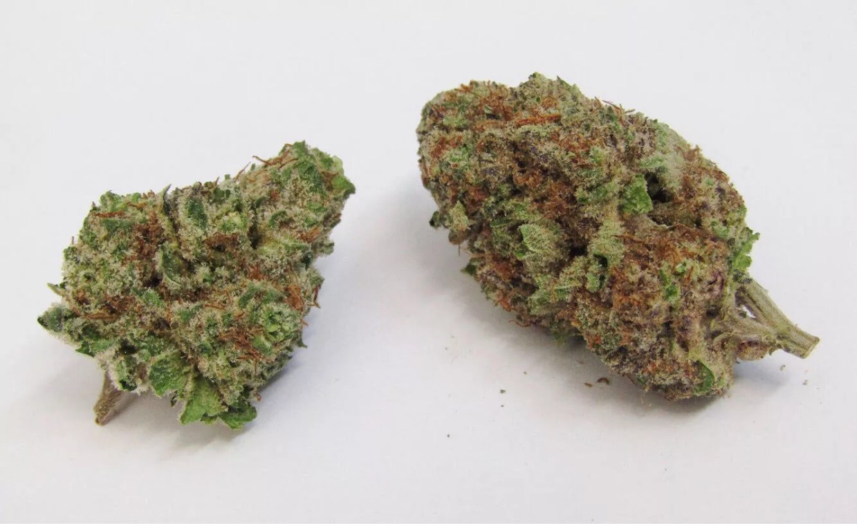 Why Colorado Tokers Love Mimosa