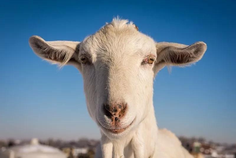 A portrait of a goat