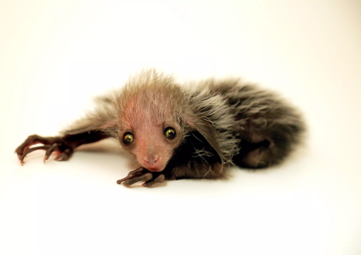 Cute or Creepy? Meet Tonks, the Denver Zoo’s Newest Creature Feature