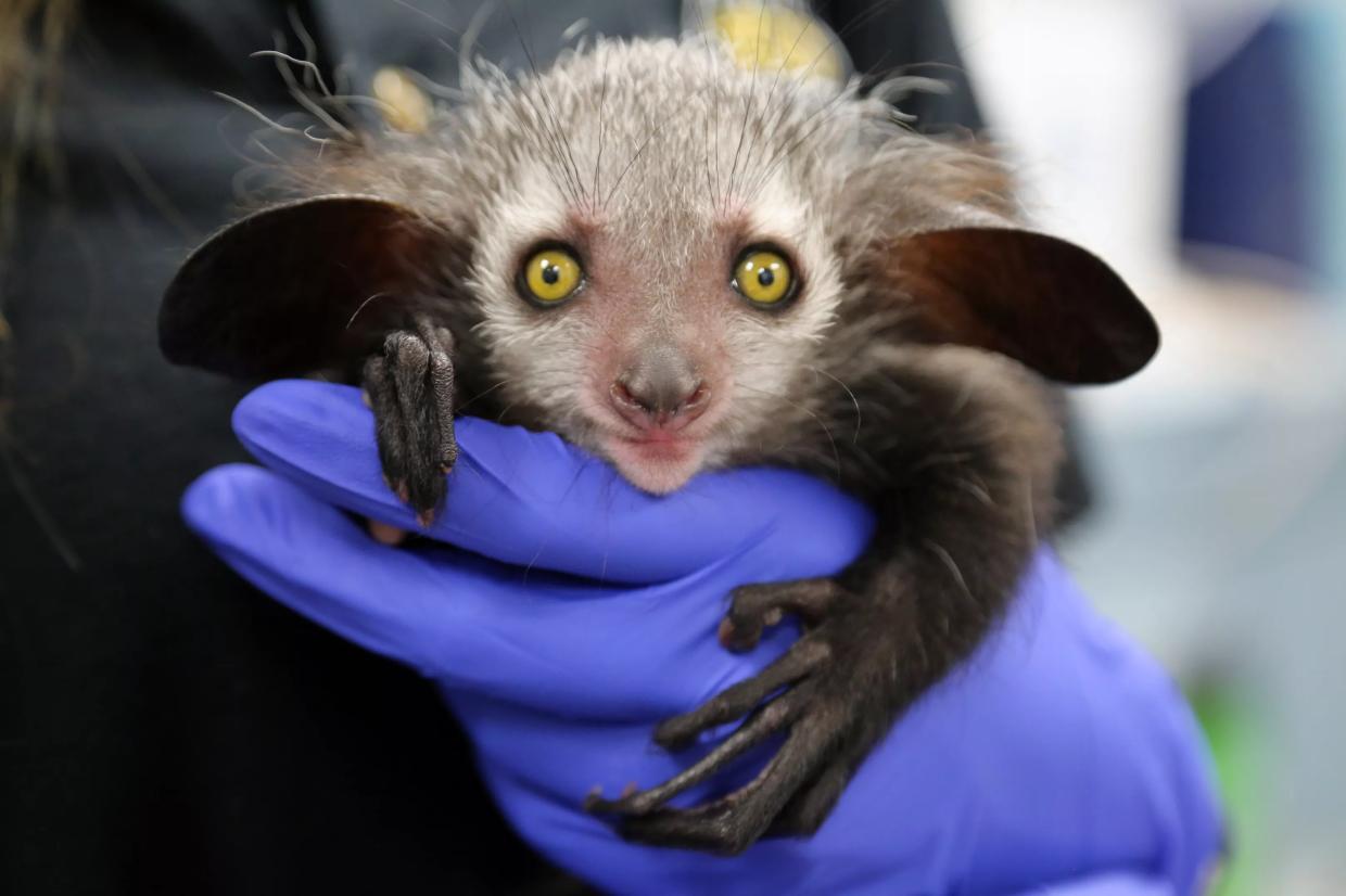 Denver Zoo Reopening With New COVID-19 Rules in Place