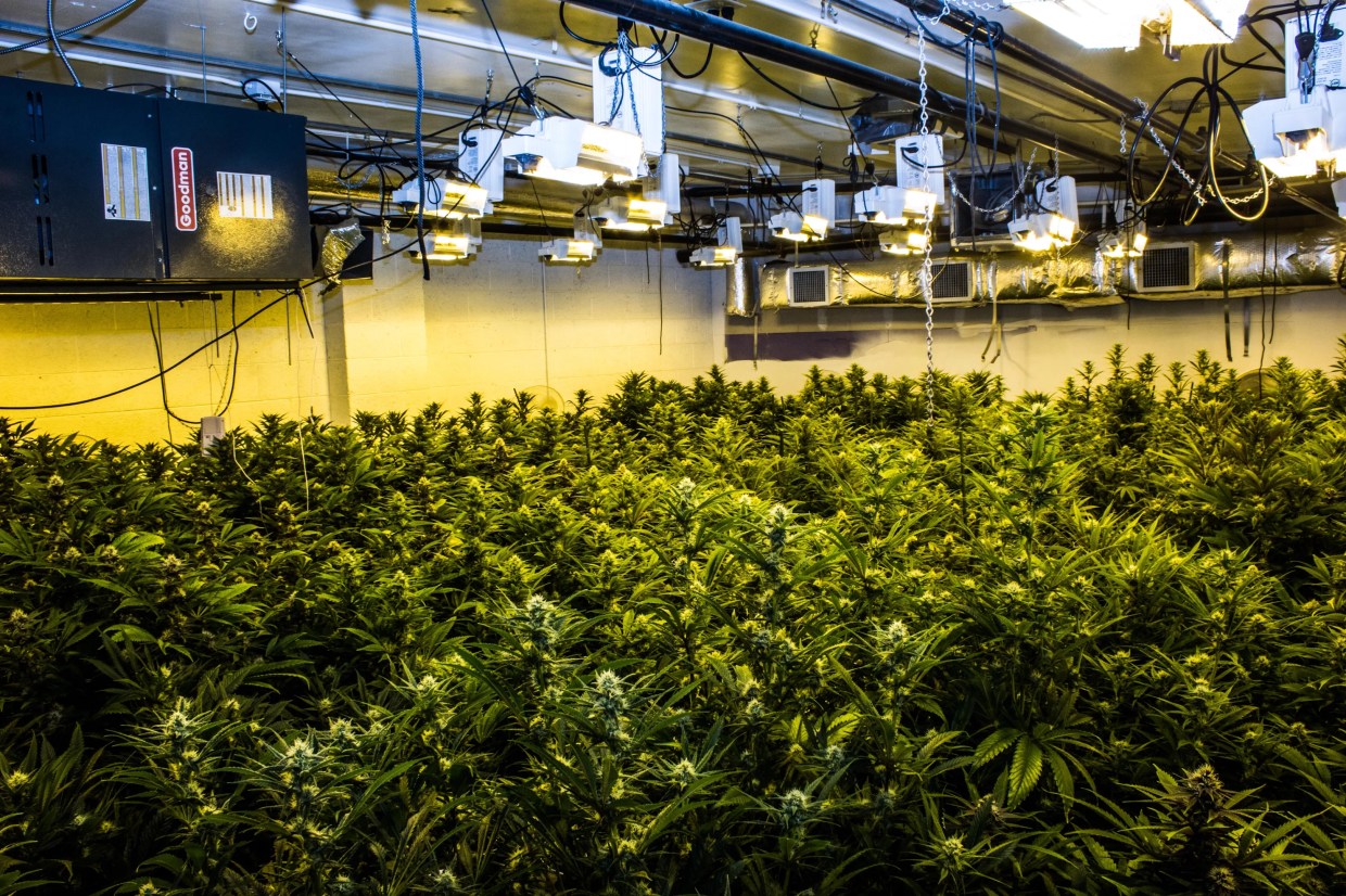 Marijuana Mold Recall Hits Multiple Dispensaries in Colorado