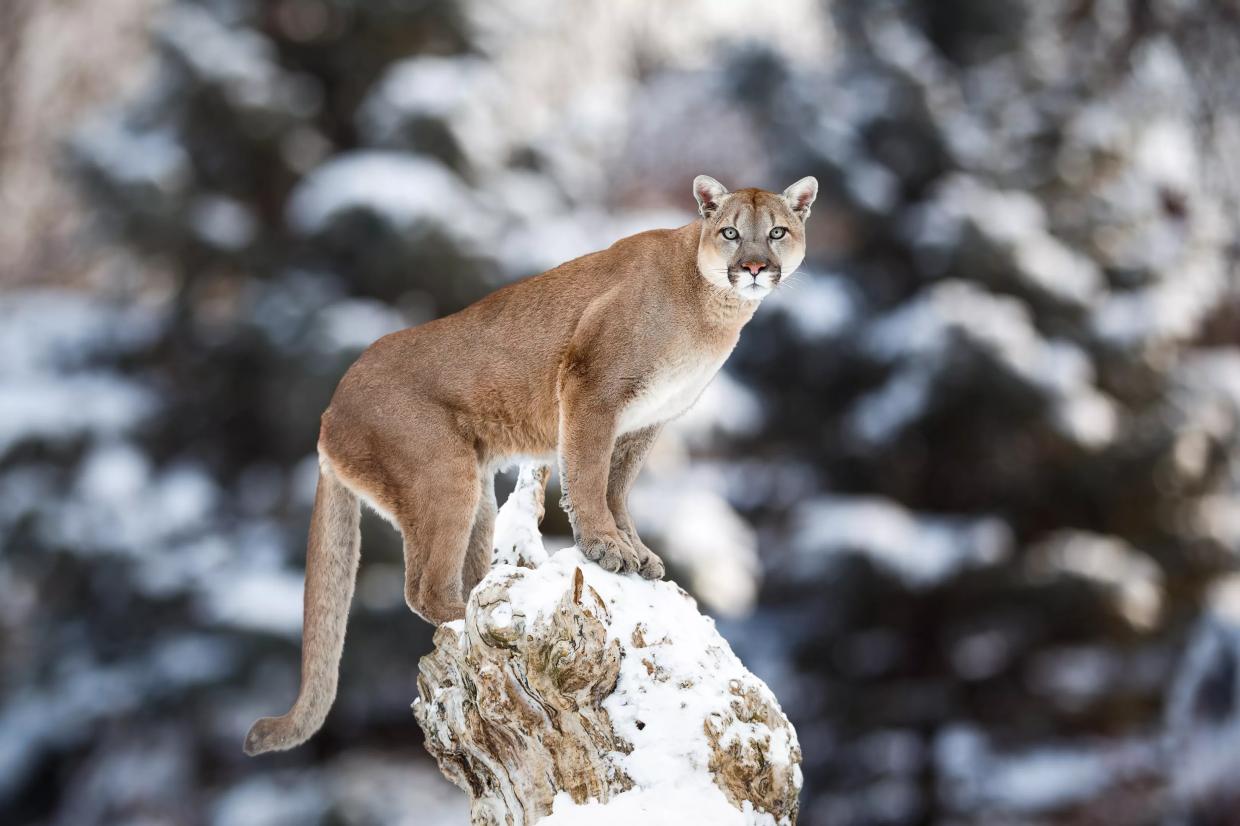 Evergreen Man Pleads Guilty to Illegally Selling Big Game Wildlife