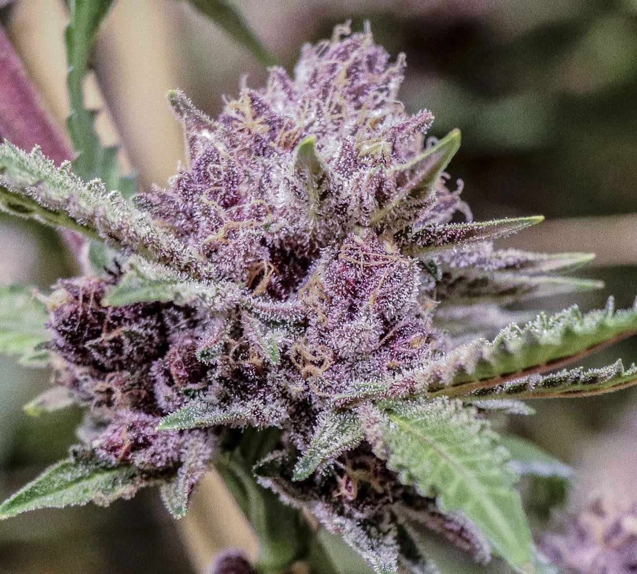 Good Chemistry Welcomes New Strain as It Prepares for a Big 2019