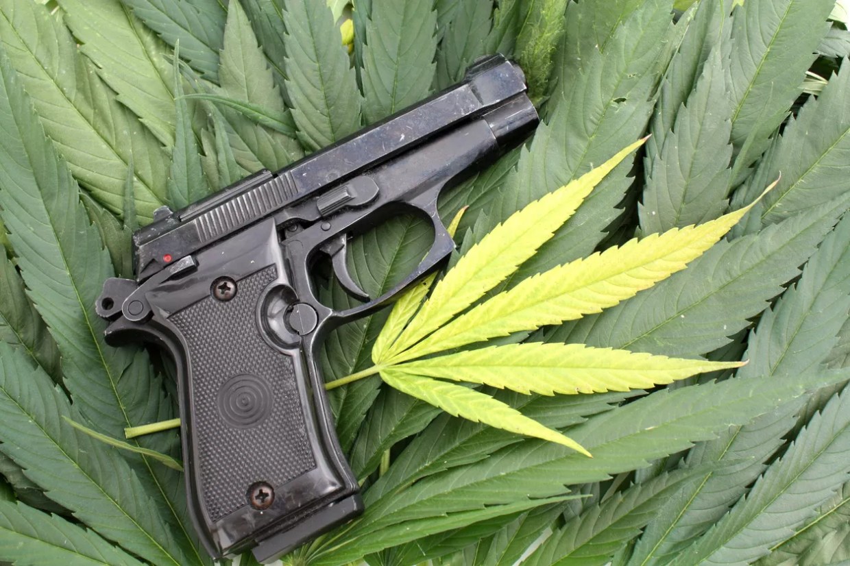 A gun in front of green marijuana leaves
