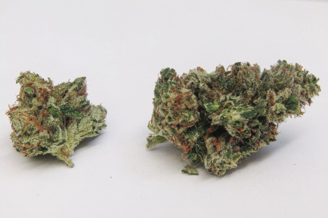 Why Colorado Tokers Love Star Dawg