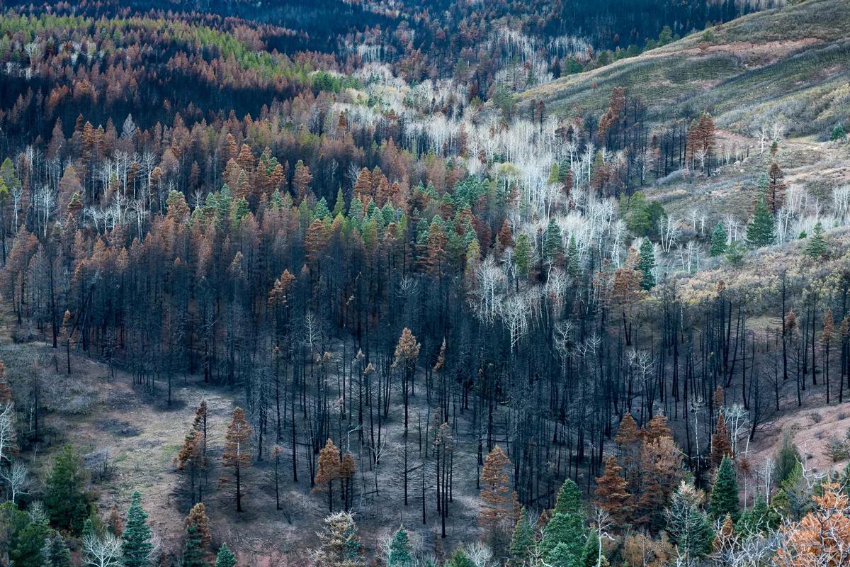Review: Burned Landscapes (and More) at Sandra Phillips, Cityscapes at Leon