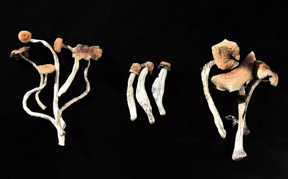 Zero Psilocybin Arrests in Denver First Month After Decriminalization