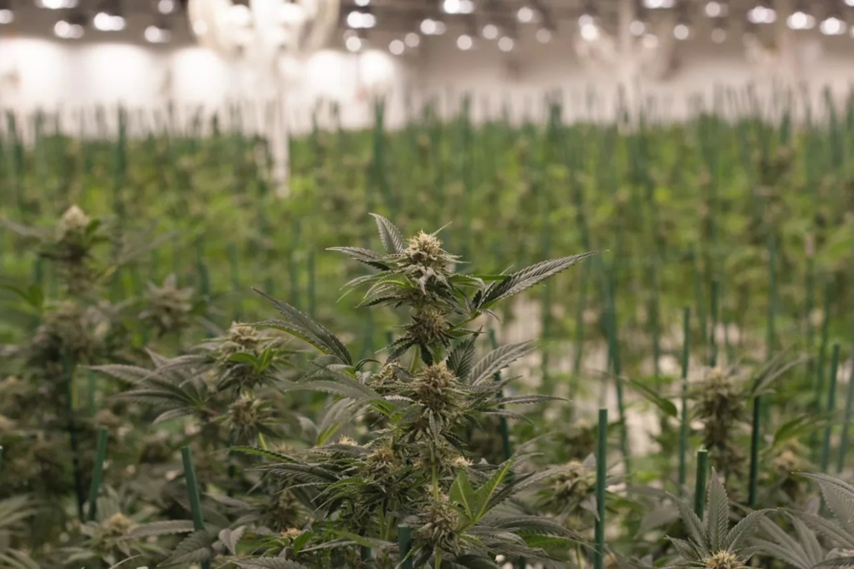 How Colorado Hemp and Marijuana Bills Fared in 2019